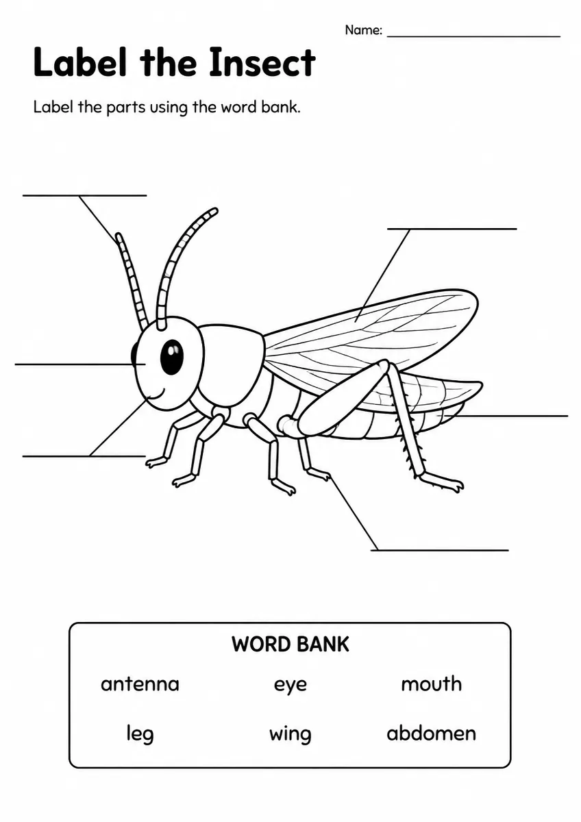 Insect label the diagram worksheet for Grade 3