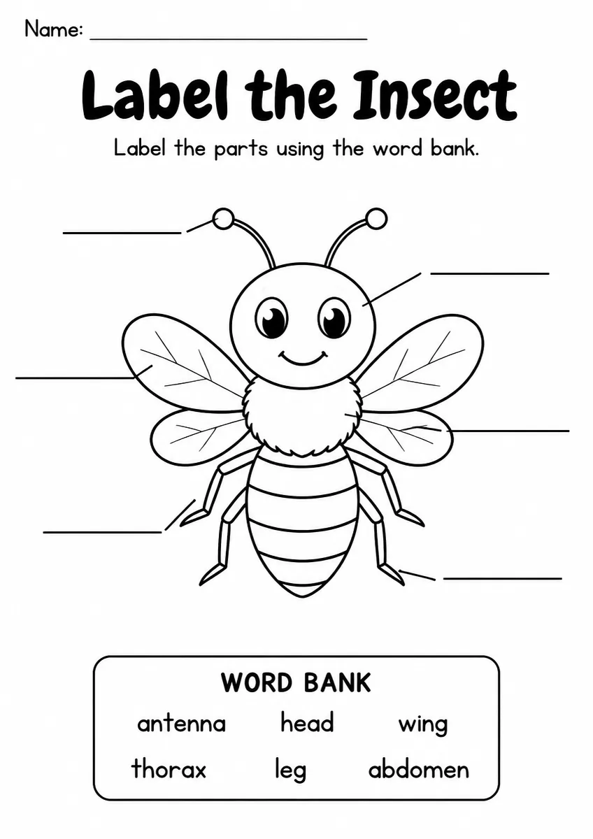 Insect label the diagram worksheet for Kindergarten