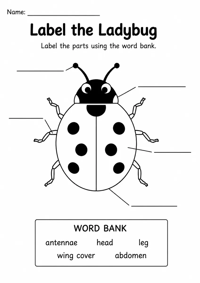 Ladybug label the diagram worksheet for Grade 1