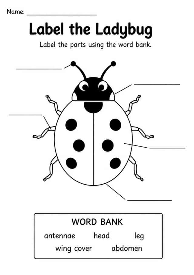 Label the Ladybug — Grade 1