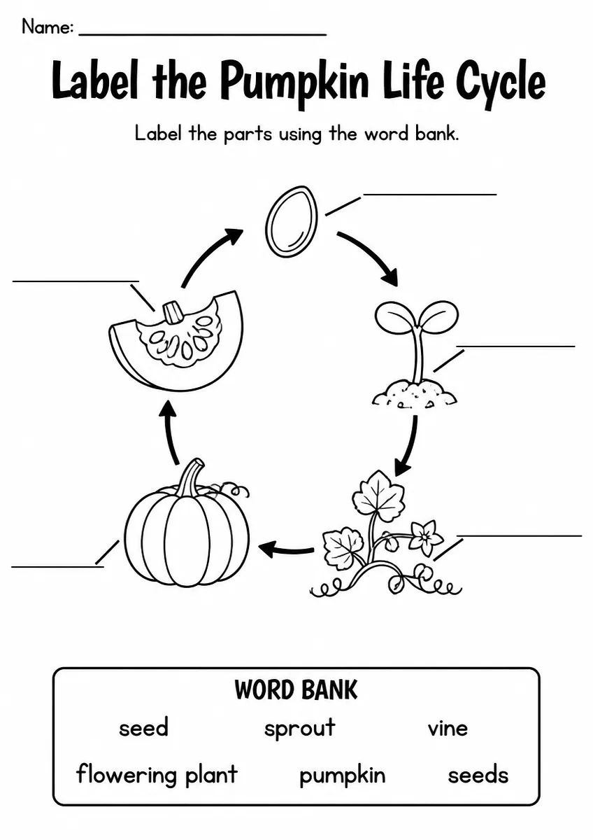 Pumpkin Life Cycle label the diagram worksheet for Grade 2