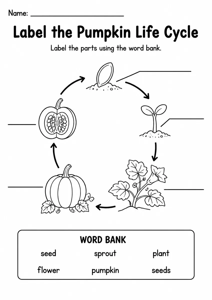Pumpkin Life Cycle label the diagram worksheet for Grade 3