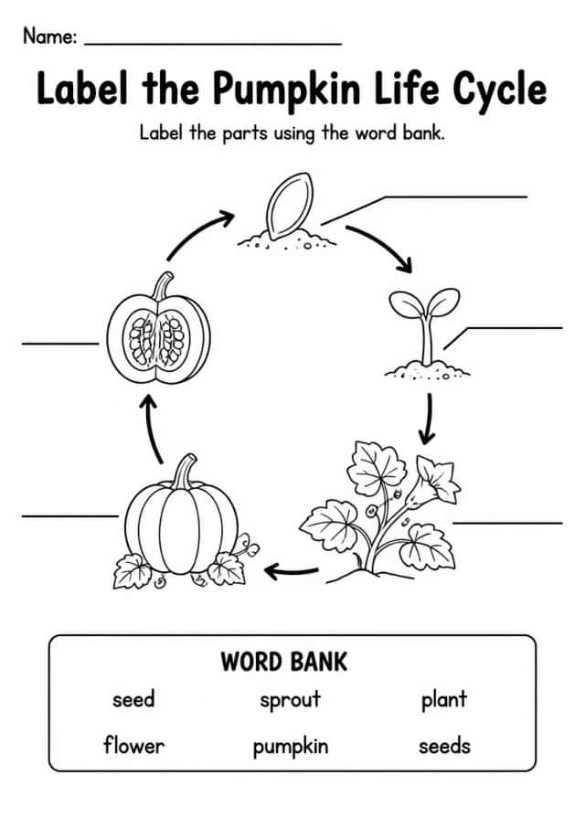 Label the Pumpkin Life Cycle — Grade 3