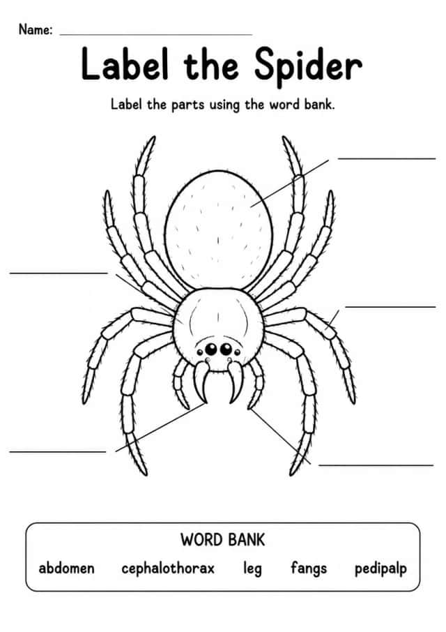 Label the Spider — Grade 2